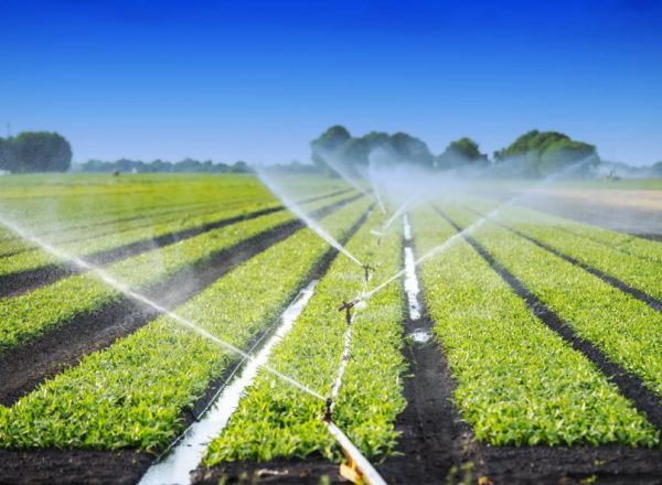 Irrigation system on a cotton plantation - de la caridad foundations